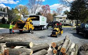 Trusted Kilauea, HI Tree Care Experts
