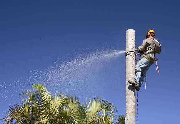 Best Pest Control for Lawns  in Kilauea, HI
