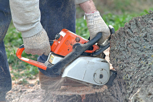 How Our Tree Care Process Works  in  Kilauea, HI